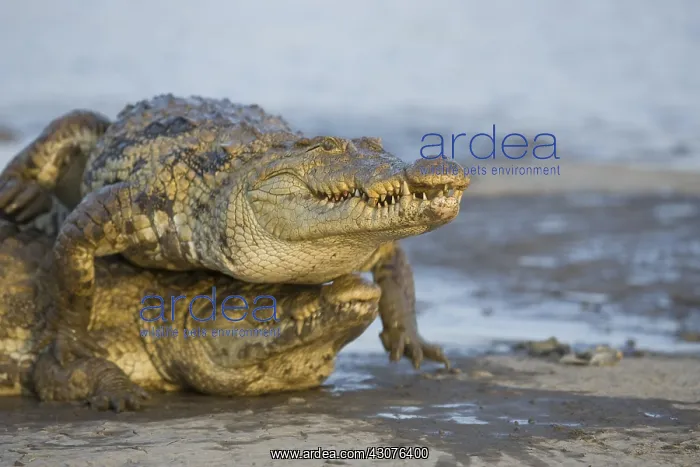 : Nile Crocodiles fighting for a chicken Bazoule Burkina Faso : Nile Crocodiles fighting for a chicken Bazoule Burkina Faso