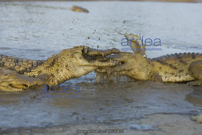  : Nile Crocodiles fighting for a chicken Bazoule Burkina Faso