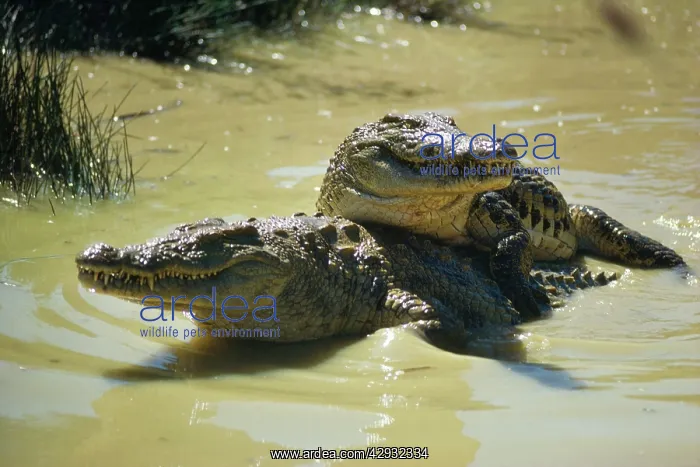 : NILE CROCODILES - pair in courtship : NILE CROCODILES - pair in courtship