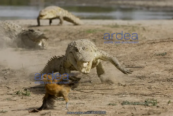 : Nile crocodiles pursuing a chicken Bazoule Burkina Faso : Nile crocodiles pursuing a chicken Bazoule Burkina Faso