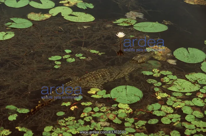 : NILE CROCODLIE : NILE CROCODLIE