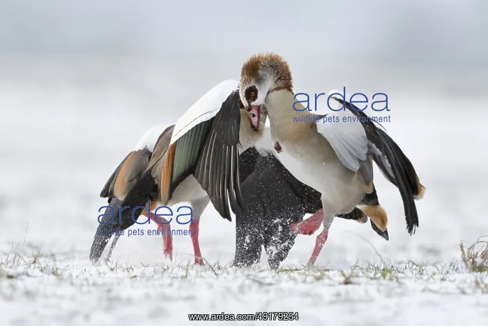 : Nile goose, Nile geese (Alopochen aegyptiacus) in winter : Nile goose, Nile geese (Alopochen aegyptiacus) in winter