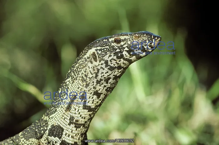 : Nile Monitor : Nile Monitor