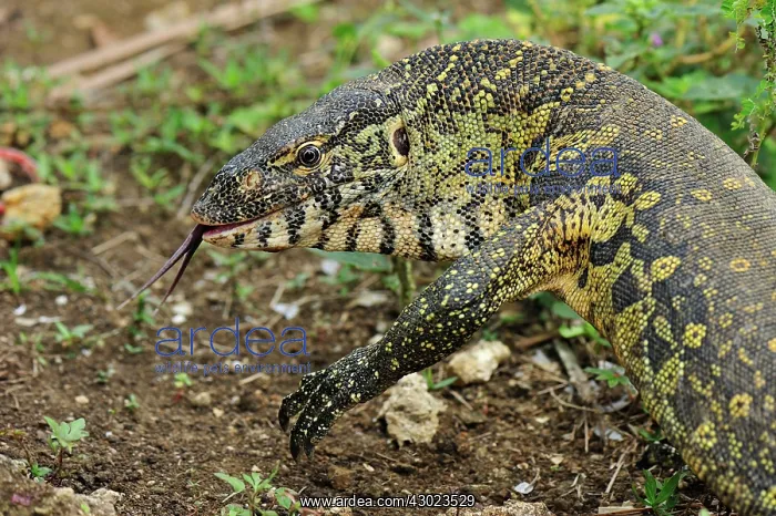: Nile Monitor : Nile Monitor
