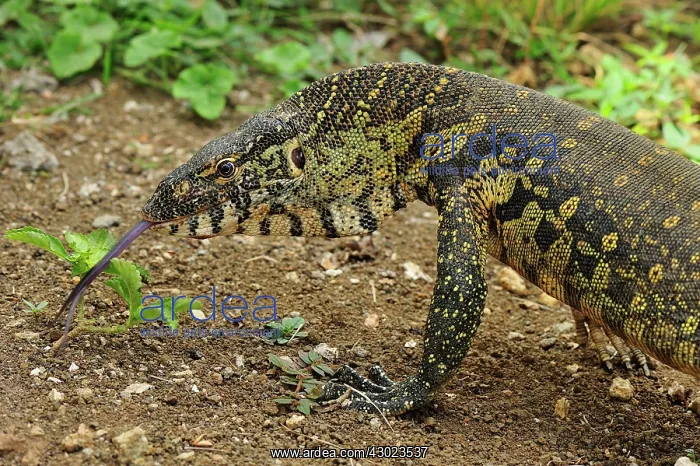 : Nile Monitor : Nile Monitor