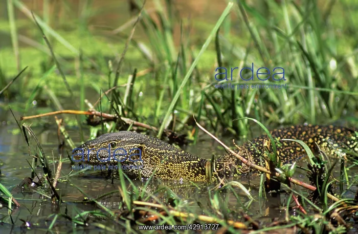 : Nile Monitor Lizard : Nile Monitor Lizard