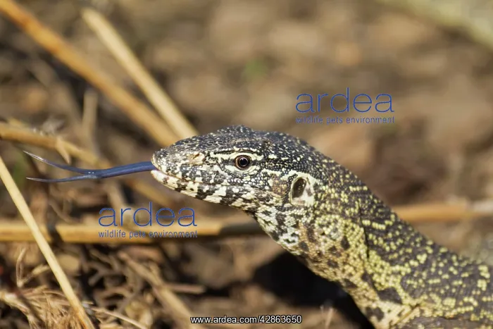 : Nile Monitor - showing its forked tongue which : Nile Monitor - showing its forked tongue which