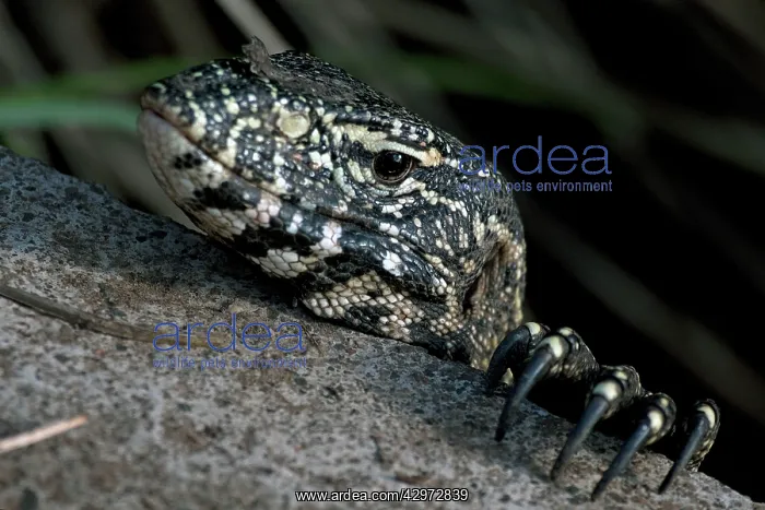 : Nile Monitor / Water Leguaan / River Leguaan : Nile Monitor / Water Leguaan / River Leguaan
