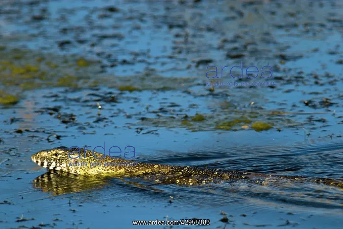 : Nile Monitor / Water Monitor / Leguaan swimming : Nile Monitor / Water Monitor / Leguaan swimming