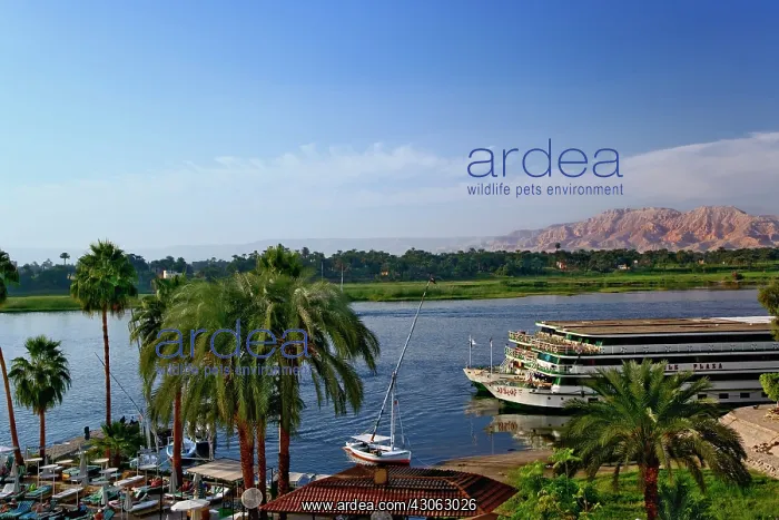 : Nile River and docked sightseeing boats : Nile River and docked sightseeing boats