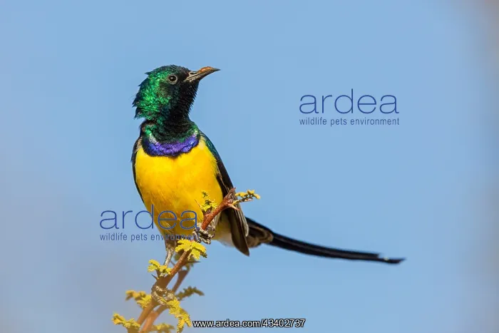 : Nile Valley Sunbird, Anthodiaeta metallica, Anthreptes : Nile Valley Sunbird, Anthodiaeta metallica, Anthreptes