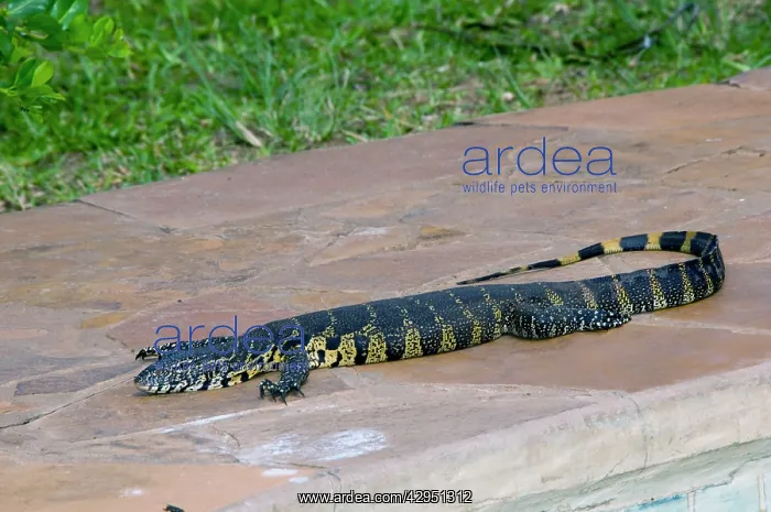  : Nile  /  Water Monitor  /  Leguaan basking beside swimming pool