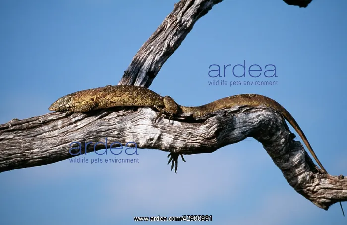 : Nile / Water Monitor Lizard : Nile / Water Monitor Lizard