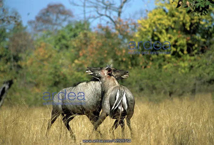 : NILGAI - 2X males, rutting fight : NILGAI - 2X males, rutting fight