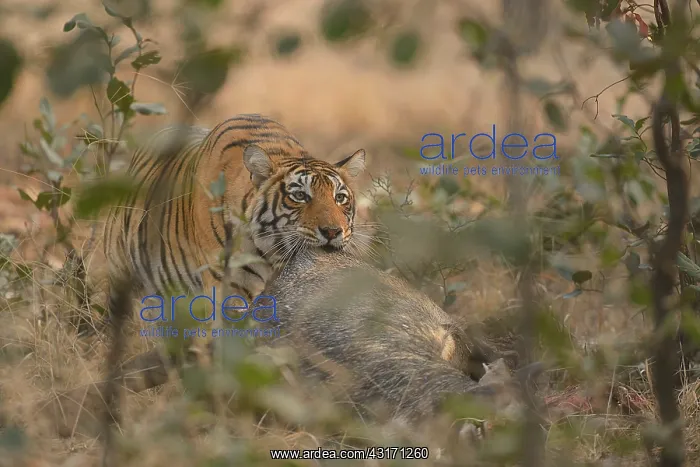 : Nilgai. Bengal Tigress (Panthere tigris tigris) is dragging her prey, a male Nilgai : Nilgai. Bengal Tigress (Panthere tigris tigris) is dragging her prey, a male Nilgai