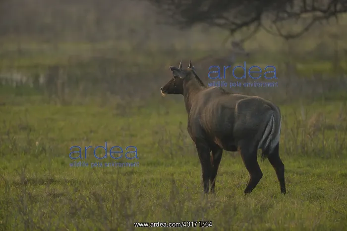 : Nilgai. Male Nilgai ( Boselaphus tragocamelus ) standing in grassland on its charge : Nilgai. Male Nilgai ( Boselaphus tragocamelus ) standing in grassland on its charge