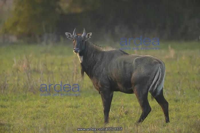 : Nilgai. Male Nilgai ( Boselaphus tragocamelus ) standing in grassland : Nilgai. Male Nilgai ( Boselaphus tragocamelus ) standing in grassland