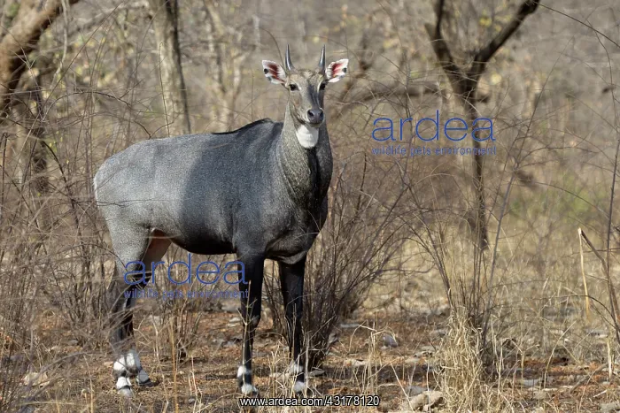 : Nilgai (Boselaphus tragocamelus) male standing in woodland : Nilgai (Boselaphus tragocamelus) male standing in woodland