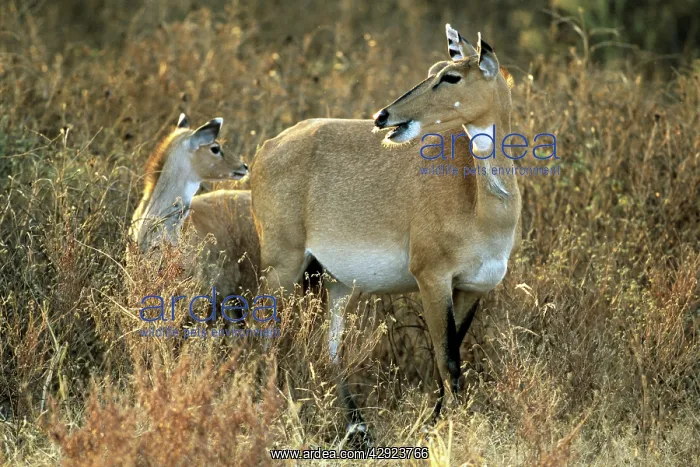 : NILGAI (Blue Bull) - Female with young : NILGAI (Blue Bull) - Female with young
