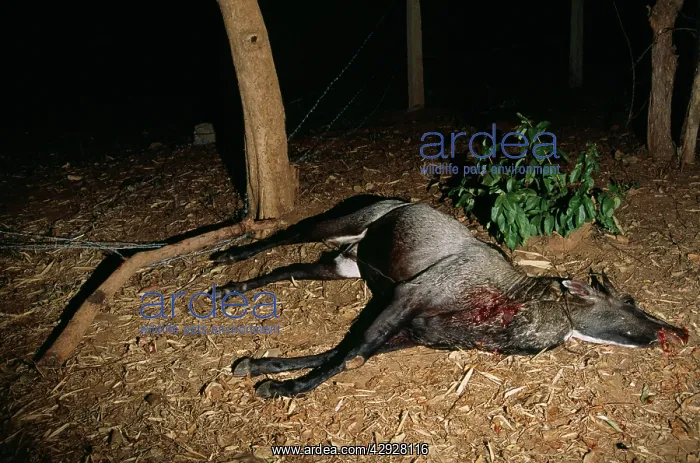 : NILGAI / Blue bull - male in trap, caught in a snare : NILGAI / Blue bull - male in trap, caught in a snare