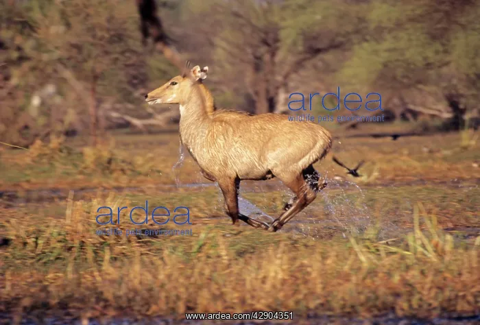 : Nilgai / Bluebuck / Blue bull Antelop - female : Nilgai / Bluebuck / Blue bull Antelop - female