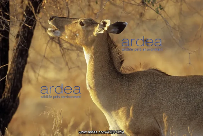 : Nilgai / Bluebuck / Blue bull Antelop - female feeding : Nilgai / Bluebuck / Blue bull Antelop - female feeding