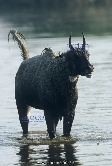 : Nilgai / Bluebuck / Blue bull Antelope - Agressive : Nilgai / Bluebuck / Blue bull Antelope - Agressive