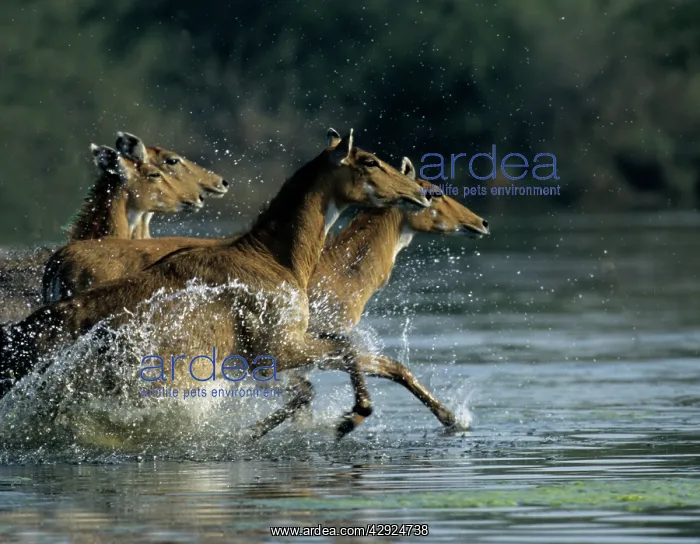 : Nilgai / Bluebuck / Blue bull Antelope - Females : Nilgai / Bluebuck / Blue bull Antelope - Females