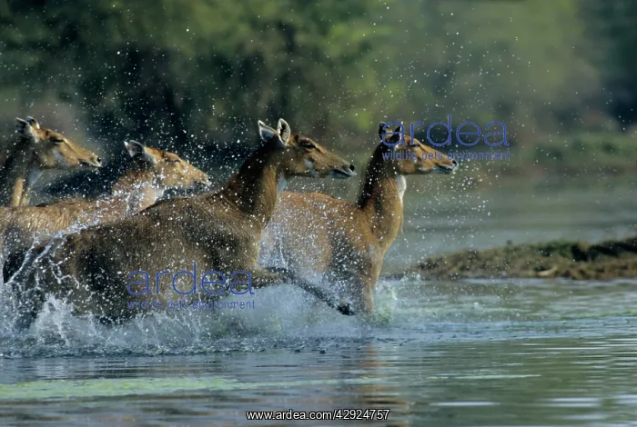 : Nilgai / Bluebuck / Blue bull Antelope - Females : Nilgai / Bluebuck / Blue bull Antelope - Females