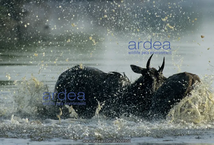 : Nilgai / Bluebuck / Blue bull Antelope - Final : Nilgai / Bluebuck / Blue bull Antelope - Final