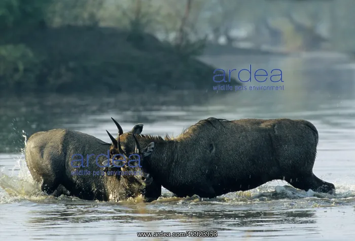 : Nilgai / Bluebuck / Blue bull Antelope - Final : Nilgai / Bluebuck / Blue bull Antelope - Final