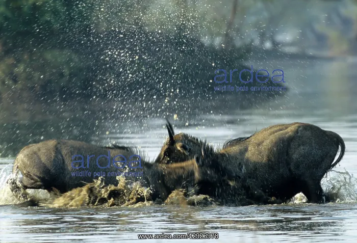 : Nilgai / Bluebuck / Blue bull Antelope - Final : Nilgai / Bluebuck / Blue bull Antelope - Final