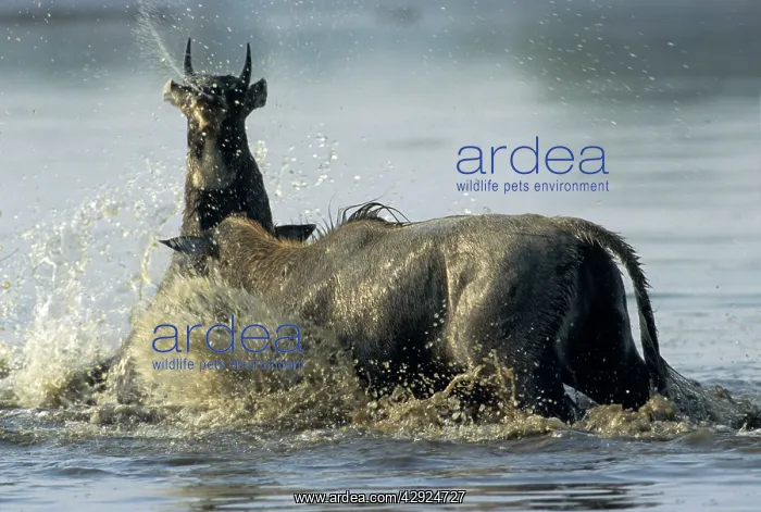 : Nilgai / Bluebuck / Blue bull Antelope - Final : Nilgai / Bluebuck / Blue bull Antelope - Final