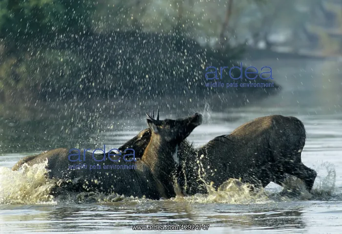  : Nilgai  /  Bluebuck  /  Blue bull Antelope - Final