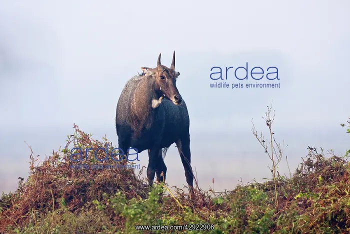 : Nilgai / Bluebull - stag : Nilgai / Bluebull - stag