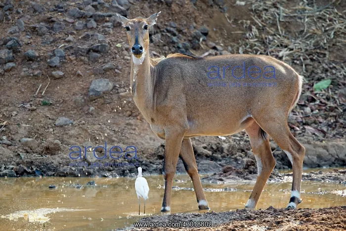 : Nilgai / Indian Bull / Blue Antelope drinking : Nilgai / Indian Bull / Blue Antelope drinking