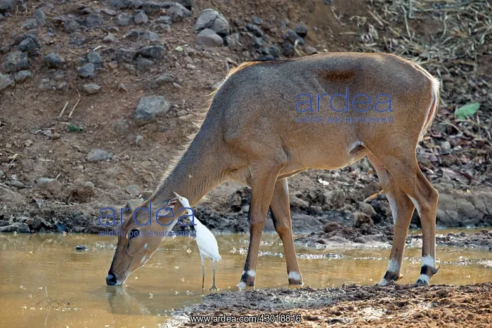 : Nilgai / Indian Bull / Blue Antelope drinking : Nilgai / Indian Bull / Blue Antelope drinking