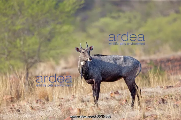 : Nilgai / Indian Bull / Blue Antelope male : Nilgai / Indian Bull / Blue Antelope male