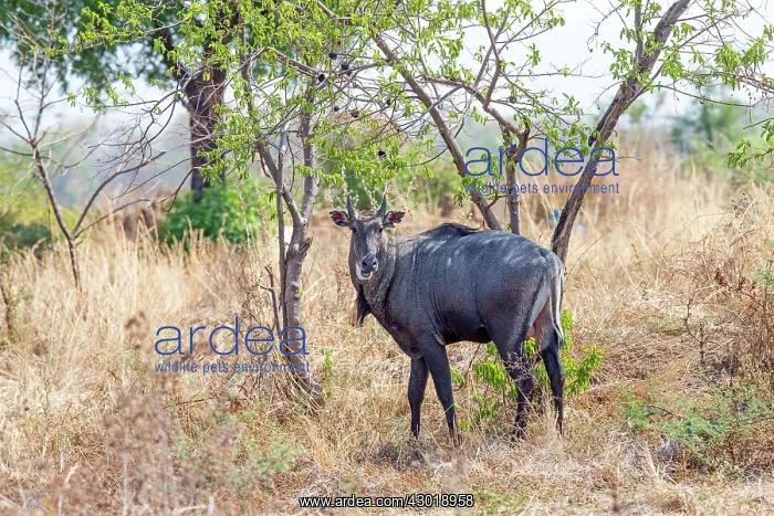 : Nilgai / Indian Bull / Blue Antelope male : Nilgai / Indian Bull / Blue Antelope male
