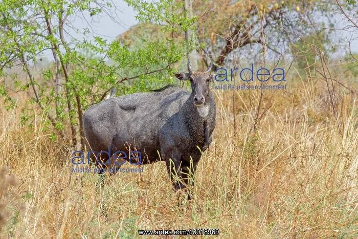: Nilgai / Indian Bull / Blue Antelope male : Nilgai / Indian Bull / Blue Antelope male