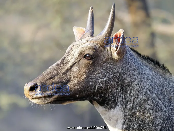: Nilgai - Male Boselaphus tragocamelus Rajasthan : Nilgai - Male Boselaphus tragocamelus Rajasthan