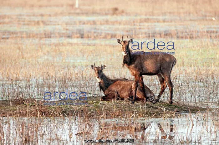 : Nilgai - pair on island in lake : Nilgai - pair on island in lake