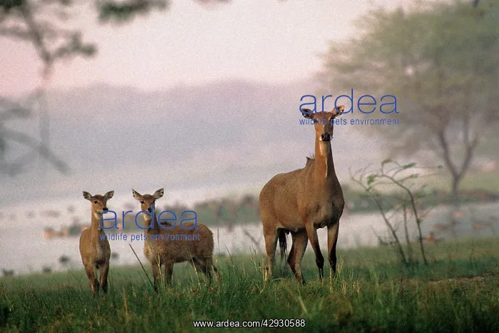: Nilgai - young : Nilgai - young