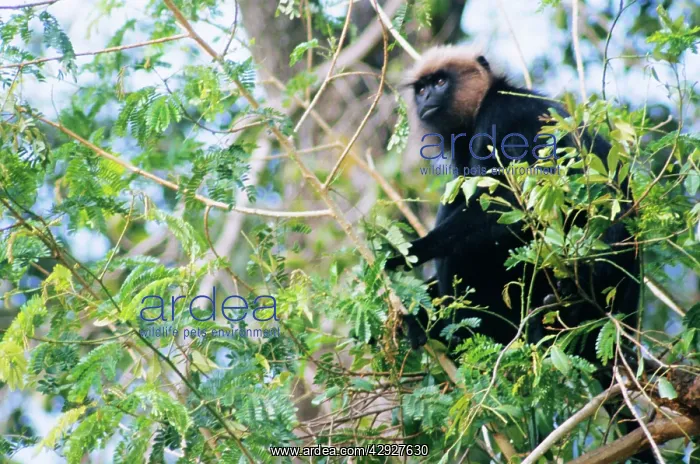 : Nilgiri / JohnIs LANGUR / Black Leaf MONKEY - in tree : Nilgiri / JohnIs LANGUR / Black Leaf MONKEY - in tree