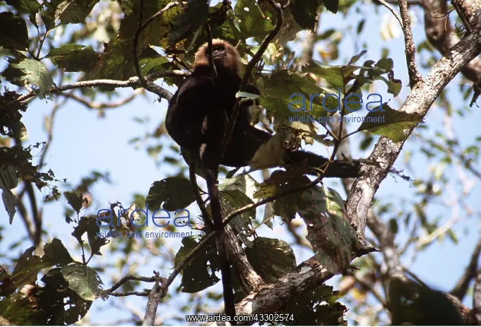 : Nilgiri / John's LANGUR / Black Leaf MONKEY - in tree : Nilgiri / John's LANGUR / Black Leaf MONKEY - in tree