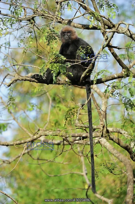  : Nilgiri Langur