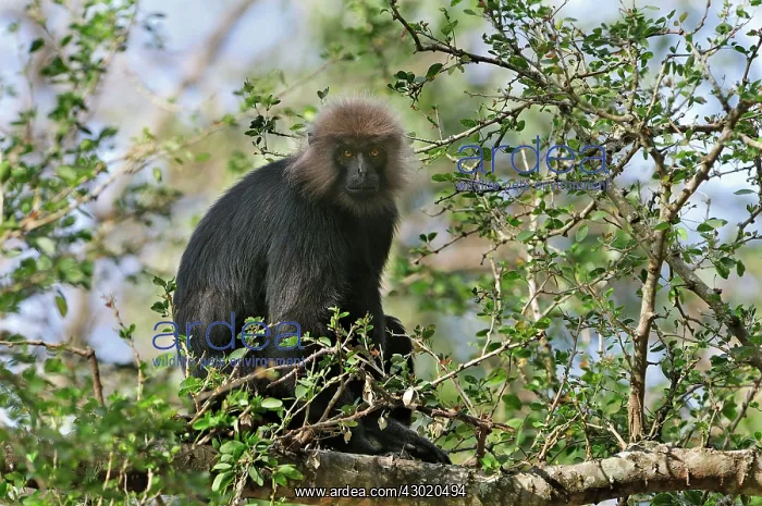 : Nilgiri Langur : Nilgiri Langur