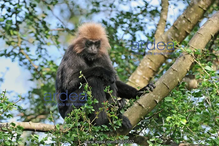 : Nilgiri Langur : Nilgiri Langur