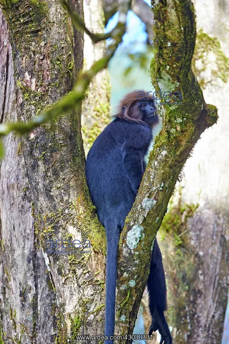 : Nilgiri Langur : Nilgiri Langur