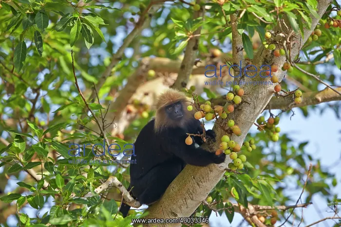 : Nilgiri Langur : Nilgiri Langur